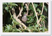 06SopaNgorongoro - 28 * White-eyed Slaty Flycatcher.